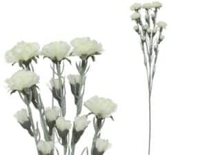 Clavellina Bunch White x 5 - 59 Cm