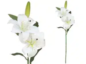 Lilium X 3 Real Touch