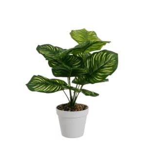 Plant Calathea - 37 Cm