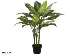 Dieffenbachia Plant X 3 Stems - 90 Cm