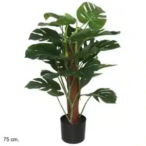 Monstera Plant 75cm