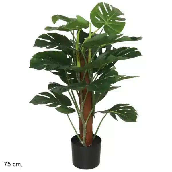 Monstera Plant 75cm