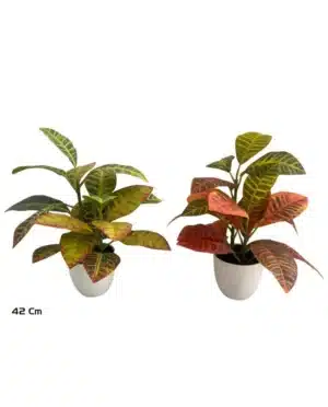 Croton Pot X 20 Leaves - 42 Cm